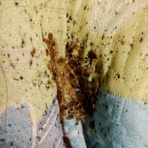 Уничтожение насекомых в Калининграде (гостинка)