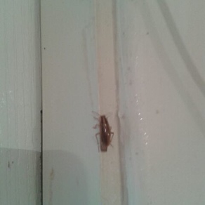 Уничтожение тараканов в квартире – Калининград