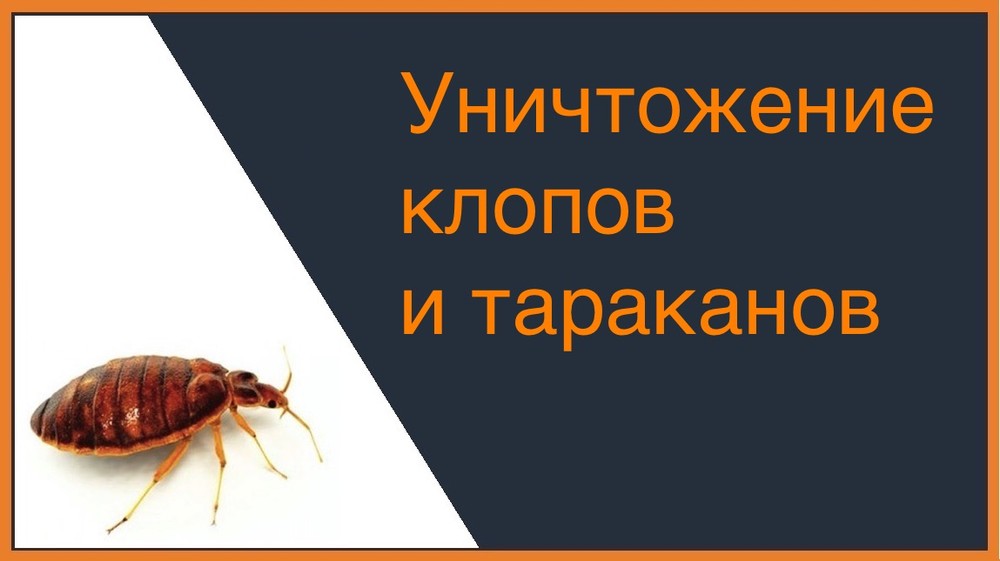 Уничтожение клопов и тараканов в Калининграде
