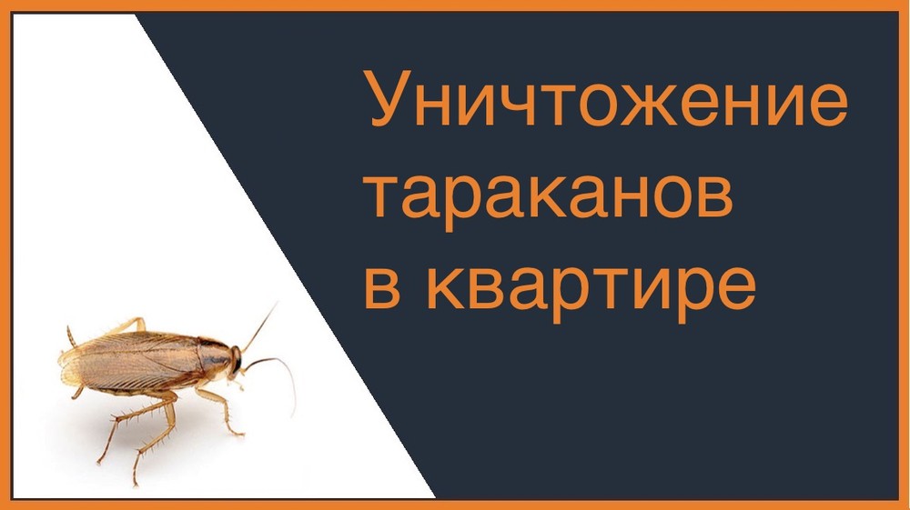 Уничтожение тараканов в квартире в Калининграде