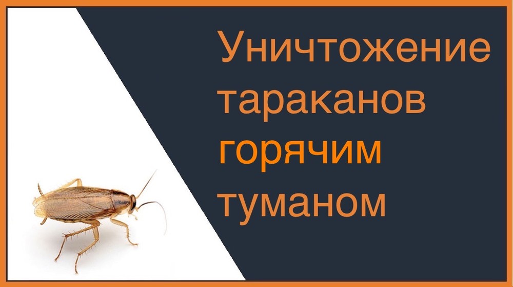 Уничтожение тараканов горячим туманом в Калининграде