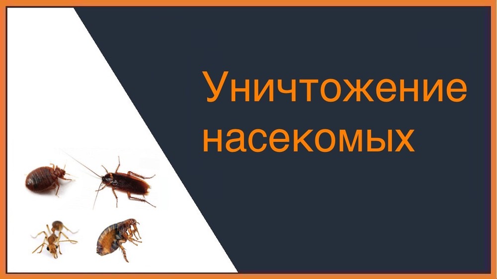 Уничтожение насекомых в Калининграде