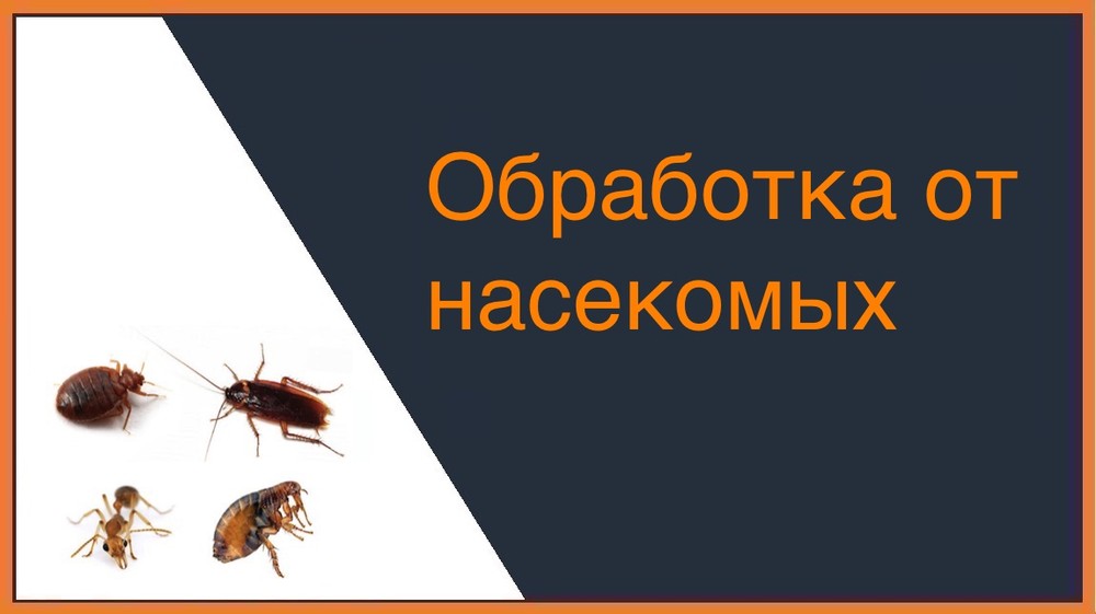 Обработка от насекомых в Калининграде