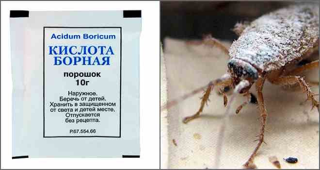 Борная кислота от тараканов – отзывы в Калининграде
