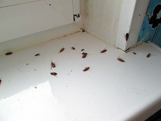 Дезинфекция от тараканов в Калининграде – цены