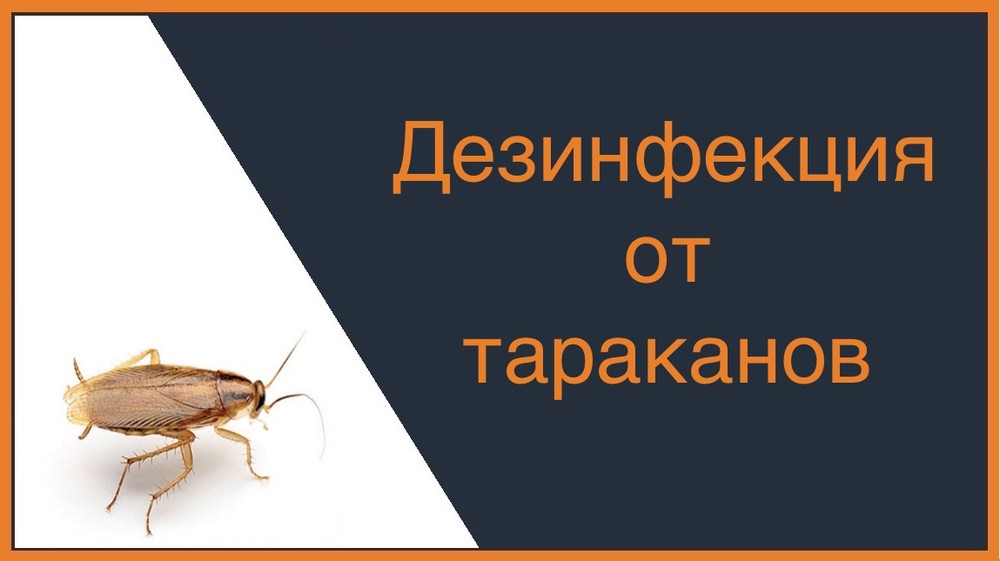 Дезинфекция от тараканов в Калининграде