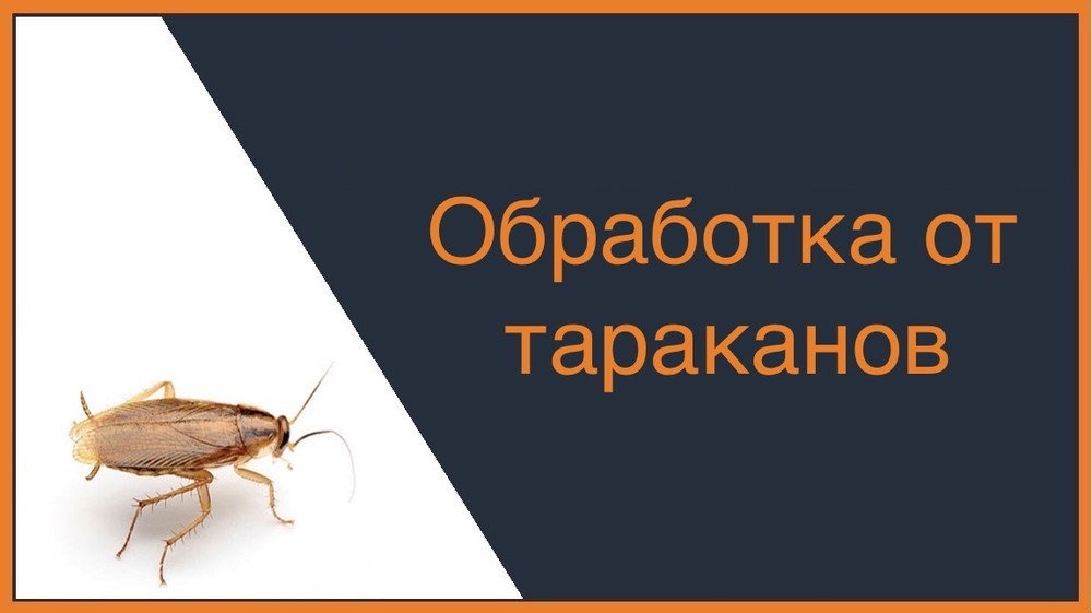 Обработка от тараканов в Калининграде